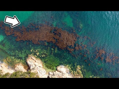 Видео: Когда я поставил ловушку в рыбном убежище, это гигантское существо было поймано!