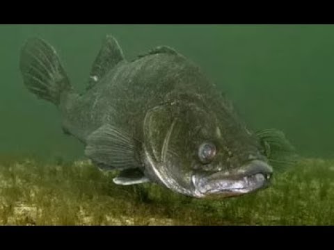 Видео: Долбасим судака на выходе, ловим судака в сентябре осень 2017. Главное знать время и место.