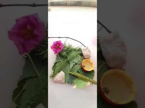 Видео: рассказываю как ухаживать за божьей коровкой и как ухаживать за терариумам🐞