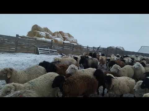 Видео: Третий день кормёжки силоса.