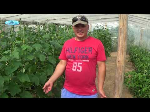 Видео: "УСЫ" У ОГУРЦОВ-УДАЛЯТЬ ИХ ИЛИ НЕТ?