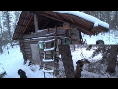 Видео: ОХОТА НА КУНИЦУ КАПКАНАМИ / ПРОМЫСЕЛ В ТАЙГЕ 2021 / ОДИН В ТАЙГЕ / ИЗБА / БЫТ / ЖЕРЛИЦЫ / НАЛИМ