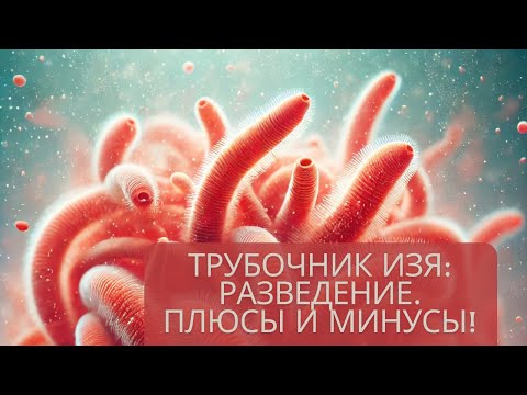 Видео: Все про трубочник ИЗЯ (TUBIFEX). Разведение. Уход. Плюсы и минусы!!!