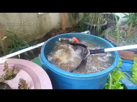 Видео: Урожай салата и сома в аквапонике || Разведение сома