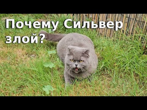 Видео: Почему Сильвер злой - я поняла причину / Злой Британец / смешные животные