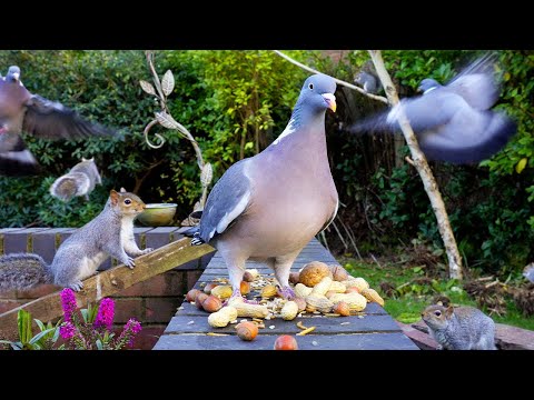 Видео: [NO ADS] Кино Для кошек и собак 😸 Птицы и белки едят на стене 🕊️🐿️ птички для кошек