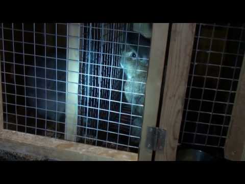 Видео: Клетка для кроликов, 2 отдела, часть 2, доработка