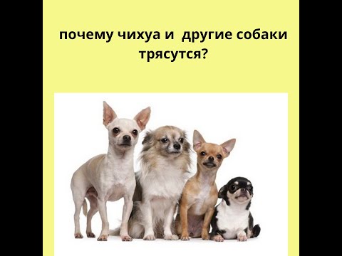 Видео: Чихуахуа трясётся, дрожит почему? Почему маленькие собаки трусятся