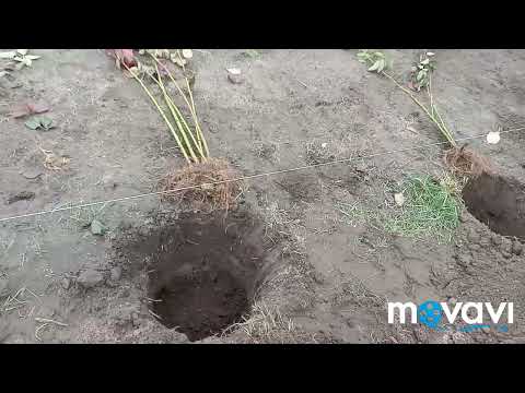 Видео: Посадка ожини