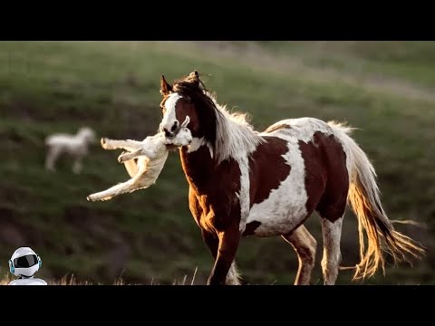 Видео: 30 Безумных Битв Животных, Снятых на Камеру