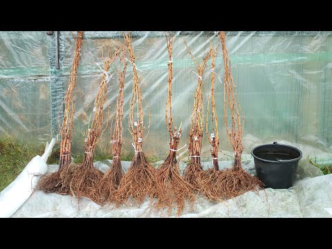 Видео: САЖЕНЦЫ ВИНОГРАДА 2025 🍇🍇🍇 БЕЛАРУСЬ