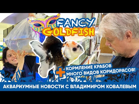 Видео: Аквариумные новости с Владимиром Ковалевым (02.11.2023). Золотые рыбки FANCY, кормление крабов!