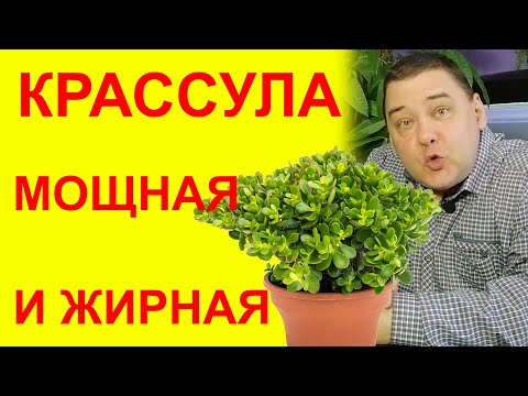 Видео: Как вырастить МОЩНУЮ и ЖИРНУЮ КРАССУЛУ (ТОЛСТЯНКУ) ВСЕМ НА ЗАВИСТЬ [СТОИТ ГЛЯНУТЬ]