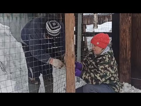 Видео: Натянули рабицу/Перевели гусей/Гусятник готов😊