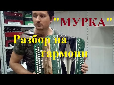 Видео: МУРКА на гармони  РАЗБОР
