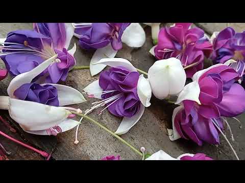 Видео: ФУКСИЯ!  укореняю и рассаживаю