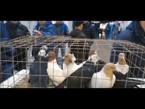 Видео: ЯРМАРКА ГОЛУБЕЙ В УФЕ  15 октября 2022 г  Часть 5