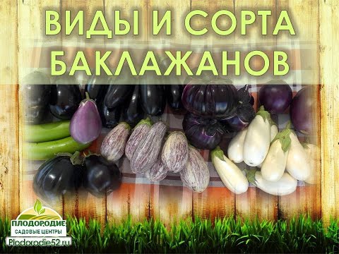 Видео: Полезные БАКЛАЖАНЫ. Обзор сортов по видам, форме, цвету, высоте, скороспелости, устойчивости, вкусу