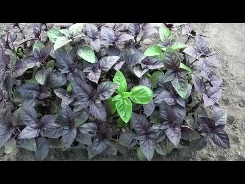 Видео: Высадка рассады мелисы и базилика в открытый грунт.