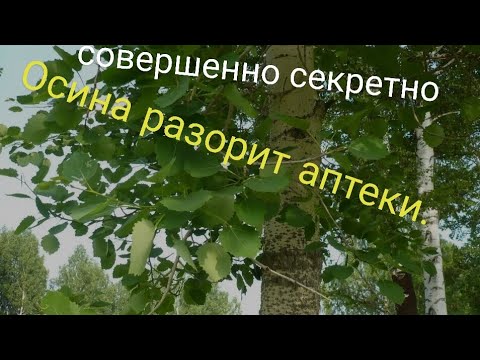 Видео: Осина разорит аптеки, мифы и факты.