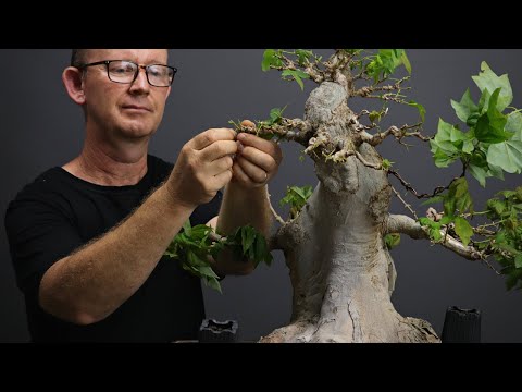 Видео: Раннее развитие клёна трёхзубчатого