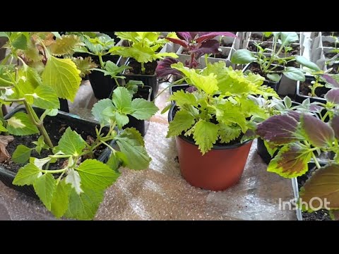 Видео: обзор рассады на даче в конце марта, зима в марте. немного истории нашей дачи.