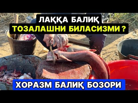 Видео: ЛАҚҚА БАЛИҚ ТОЗАЛАШ !!! FISH CLEANING 29-октября 2025 г.