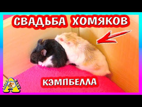 Видео: Свадьба Хомки PEPSI с ПЕРСИКОМ / СКОЛЬКО ЖДАТЬ ХОМЯЧАТ кэмпбелла? / Alisa Easy Pets