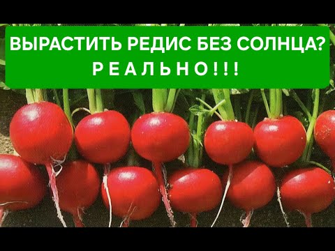 Видео: Зимний огород. Часть 12. Обзор выращивания редиски, в условиях - без солнечного света!