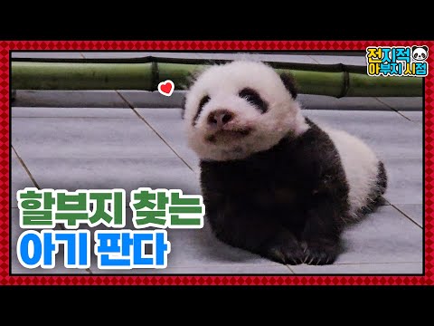Видео: (SUB) Младшая сестра-близнец Фубао панда ищет смотрителя зоопарка🐼│ Panda World
