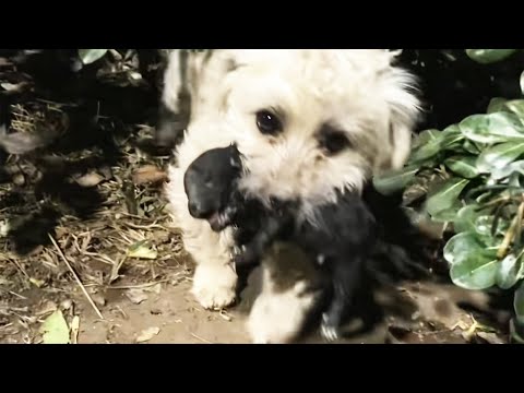 Видео: Собака, брошенная в зеленой зоне, держит в зубах новорожденного щенка и просит о помощи