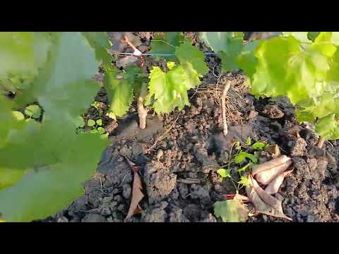 Видео: Саженцы осень 2025. Пишите Ватсап, Макс +79891221951.