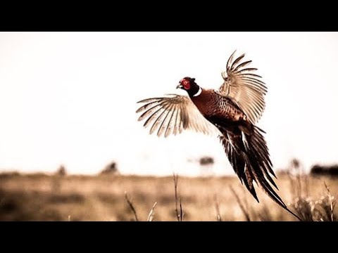 Видео: Pheasant hunting, Russia. Охота на фазана. ‎#hunting #охота #pheasant #pheasanthunting