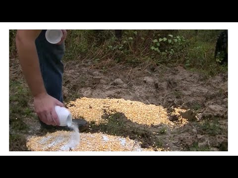 Видео: Виноградный прохладительный напиток, кукуруза против кукурузы для оленя! Что победит?