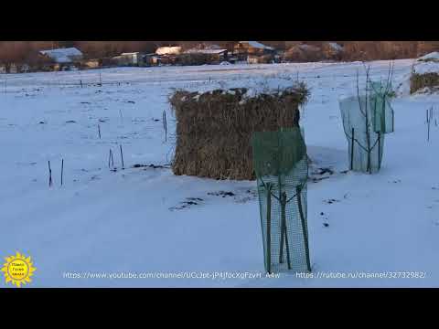 Видео: Как защитить деревья от зайцев. Выслеживаю ушастого вредителя.