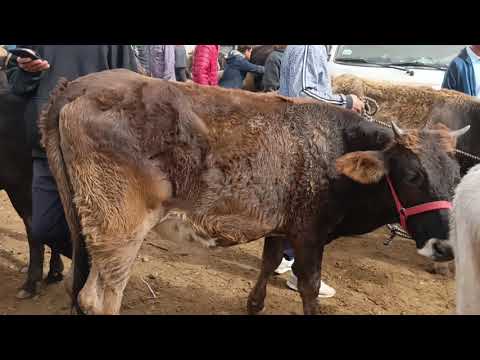 Видео: Молбозори кумсангир нархунавой молхо2 ноября 2025 г.