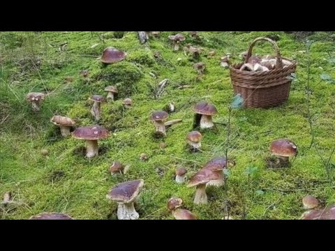 Видео: Funghi porcini 2025 #grzyby #mushroom #грибы #грибы