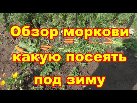 Видео: Какую морковь посеять под зиму,обзор и дегустация
