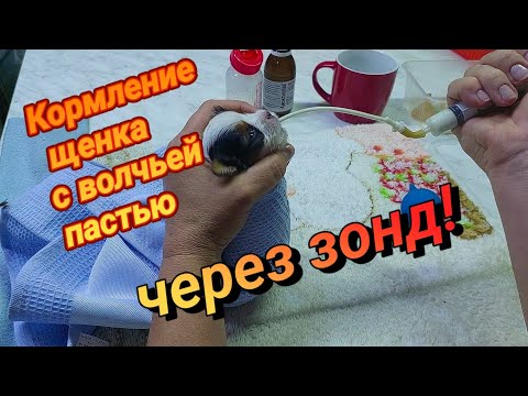 Видео: Кормление щенка с волчьей пастью при помощи зонда. 1 часть.