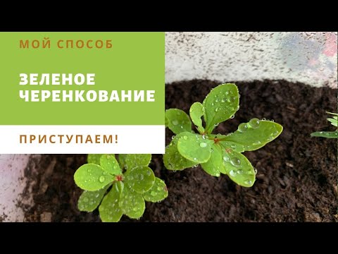 Видео: ЛЕТНЕЕ ЧЕРЕНКОВАНИЕ РАСТЕНИЙ. ЛЕГКИЙ СПОСОБ. особенности подготовки торфа