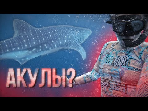 Видео: 🔥 ОХОТА ЗА КИТОВЫМИ АКУЛАМИ НА БАЙКЕ! СУМБАВА, ЛОМБОК И СЕКРЕТНЫЕ СОКРОВИЩА ИНДОНЕЗИИ 🦈🏝