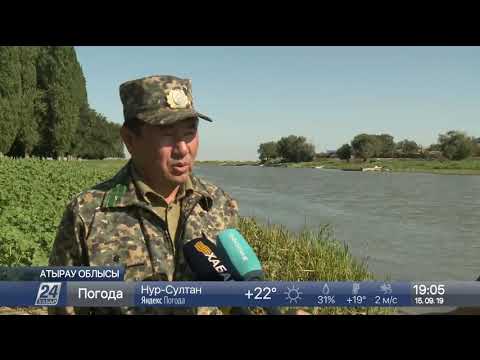 Видео: Атырау облысының Қиғаш өзенінде жер бетіндегі сирек лотос гүлі өседі