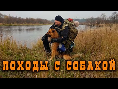 Видео: Походы с собакой  Особенности, нюансы, основные моменты. В гостях в магазине TRAVERS.