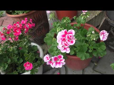 Видео: Не цветут пеларгонии. В чем причины и как их устранить