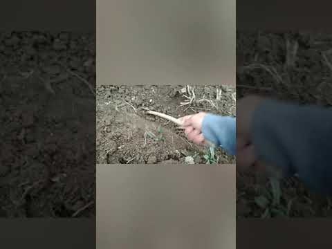 Видео: Анар кочотун оной кобойтобуз