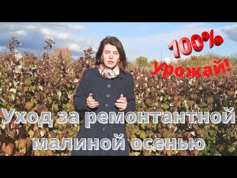 Видео: Уход за ремонтантной малиной осенью для 100% урожайности!