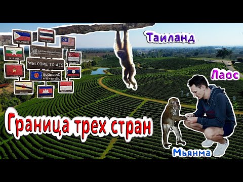 Видео: 4K: Золотой треугольник и чайные плантации Таиланда