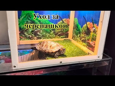 Видео: Содержание красноухой черепахи ч. 2.