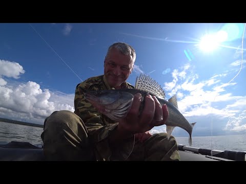 Видео: Судак. Тролинг. Финский залив. Рыбалка 03.08.24.