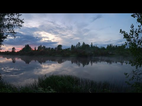 Видео: Вечернее пение птиц у лесной реки / Звуки природы / Forest river and birds chirping / Nature sounds